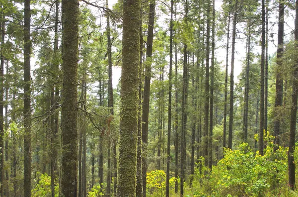 Beau Paysage Avec Forêt Conifères Été Réserve Biosphère Papillon Monarque — Photo