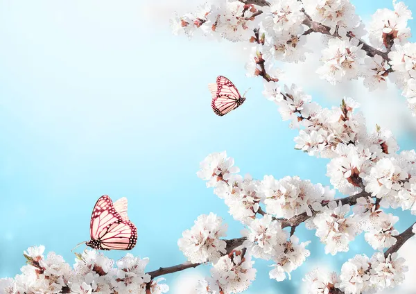 白色の桜の花と青の日当たりの良い背景に2羽の蝶と水平バナー 桜の枝を持つ美しい自然の春の背景 テキストのコピースペース — ストック写真