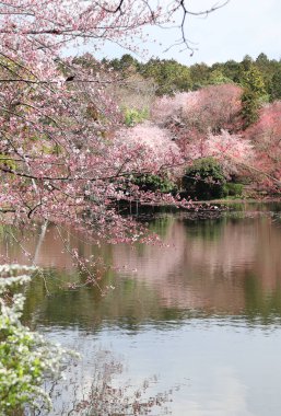 Japonya, Kyoto 'daki Rokuon-ji kompleksinde sakura ağaçları açıyor. UNESCO dünya mirası bölgesi. Japon Hanami Festivali 'nde insanlar sakura çiçeğinin tadını çıkarıyorlar. Japonya 'da kiraz çiçeği mevsimi