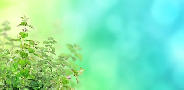薄荷的分枝 水平横幅与美丽的绿色薄荷叶在阳光灿烂的蓝色背景 复制文本的空间 模型化模板 — 图库照片