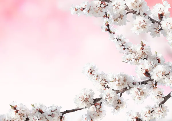 Horizontale Banner Met Sakura Bloemen Van Witte Kleur Roze Zonnige — Stockfoto