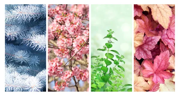 Négy Évszakában Állítsa Függőleges Természet Bannerek Téli Tavaszi Nyári Őszi — Stock Fotó