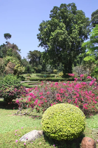 Królewski Ogród Botaniczny Peradeniya Kandy Sri Lanka — Zdjęcie stockowe