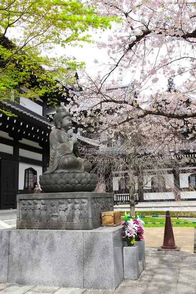 Estatua Piedra Buda Meditante Árbol Sakura Floreciente Templo Hasedera Hase —  Fotos de Stock