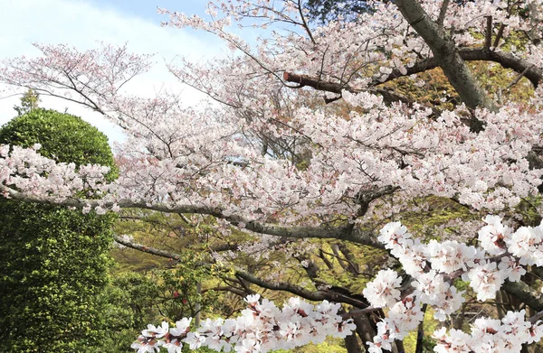 Koishikawa Korakuen Bahçesinde Çiçek Açan Sakura Ağaçları Okayama Japonya Japon — Stok fotoğraf