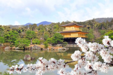 Altın Pavyon (Kinkaku-ji Tapınağı) ve çiçek açan sakura Rokuon-ji kompleksi (Deer Garden Temple), Kyoto, Japonya. UNESCO dünya mirası bölgesi. Japon Hanami Festivali. Asya 'da kiraz çiçeği mevsimi