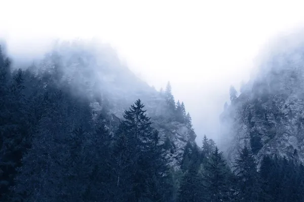 Misterioso Paesaggio Nebbioso Con Rocce Alberi Cespugli Svizzera Nebbia Mattutina — Foto Stock