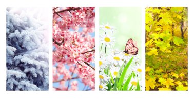 Yılın dört mevsimi. Kış, bahar, yaz ve sonbahar manzaralı dikey doğa afişleri. Metin için alanı kopyala