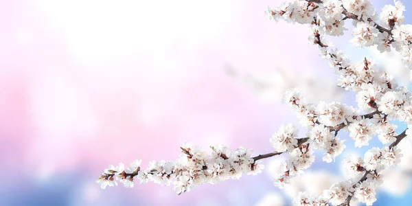 ピンクと青の色の日当たりの良い背景に白い色の桜の花と水平バナー 桜の枝を持つ美しい自然の春の背景 テキストのコピースペース — ストック写真
