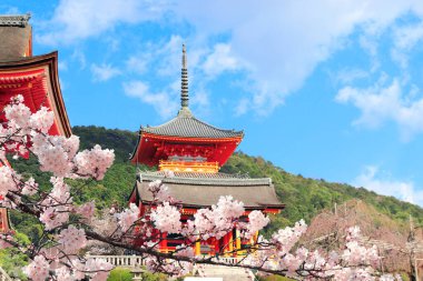 Kiyomizu-dera Temple (Clean Water Temple) and pink sakura flowers. Spring time in Kyoto, Japan. Sakura blossom season. Japanese hanami festival. Cherry blooming season in Asia