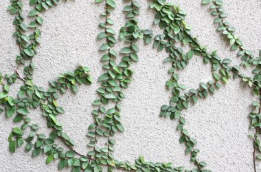 Ivy growing on old stucco wall of white color. Green ivy leaves on wall