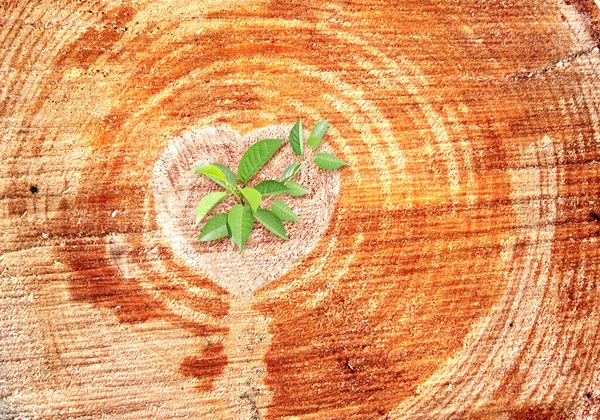 Heart Annual Rings Tree Trunk Young Green Fresh Leaf Growing — Stockfoto