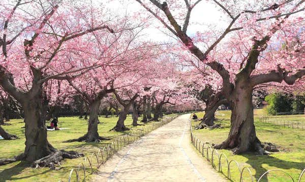 Ανθισμένα Δέντρα Sakura Στον Κήπο Koishikawa Korakuen Okayama Ιαπωνία Ιαπωνικό — Φωτογραφία Αρχείου