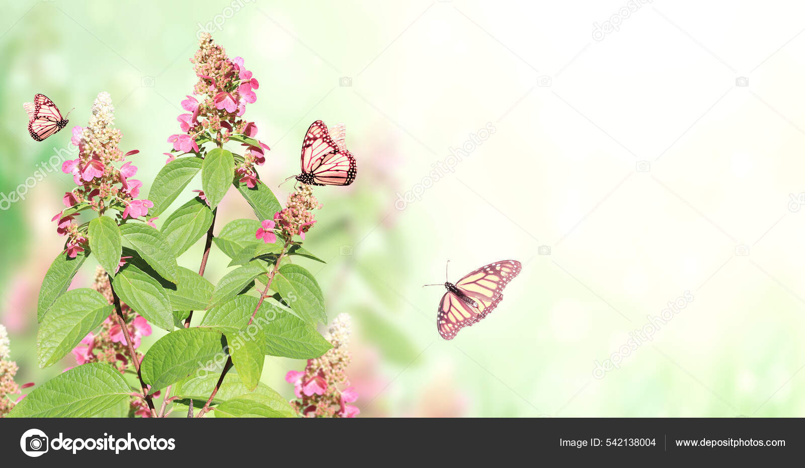 Fondo Soleado Primavera Con Flores Rosadas Tres Mariposas Monarca Bandera —  Foto de stock #542138004 © frenta, image size:1600x930