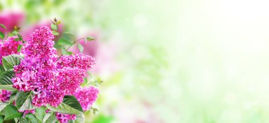 Güneşli, güzel bahar arka planında bir dal leylak. Sıradan leylak dallı (şırınga vulgaris) ve mor renkli çiçeklerle geçen yaz sahnesi. Çiçekli yatay bahar afişi. Metin için alanı kopyala  