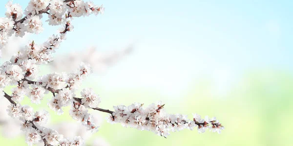 青と緑の色の日当たりの良い背景に白い色の桜の花と水平バナー 桜の枝を持つ美しい自然の春の背景 テキストのコピースペース — ストック写真