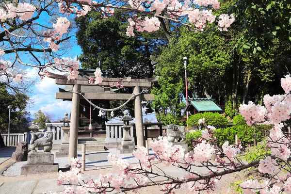 Μεσαιωνική Πέτρινη Πύλη Torii Και Ροζ Λουλούδια Sakura Στο Ναό — Φωτογραφία Αρχείου