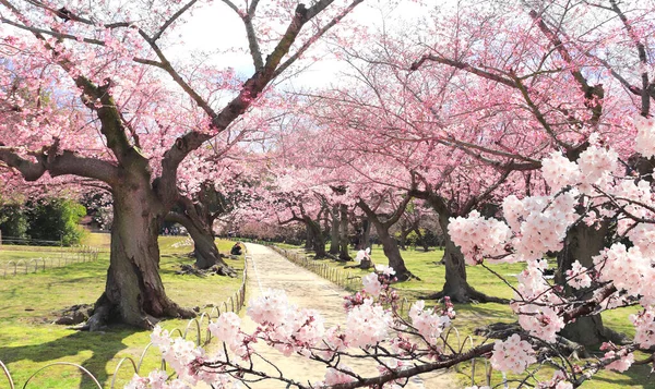 Ανθισμένα Δέντρα Sakura Στον Κήπο Koishikawa Korakuen Okayama Ιαπωνία Ιαπωνικό — Φωτογραφία Αρχείου