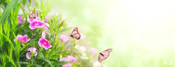 春光明媚的背景 粉色康乃馨 Dianthus Caryophyllus 花朵和帝王蝶 水平背景与丁香粉红色的花和蝴蝶达纳乌斯斑蝶 文本的复制空间 — 图库照片