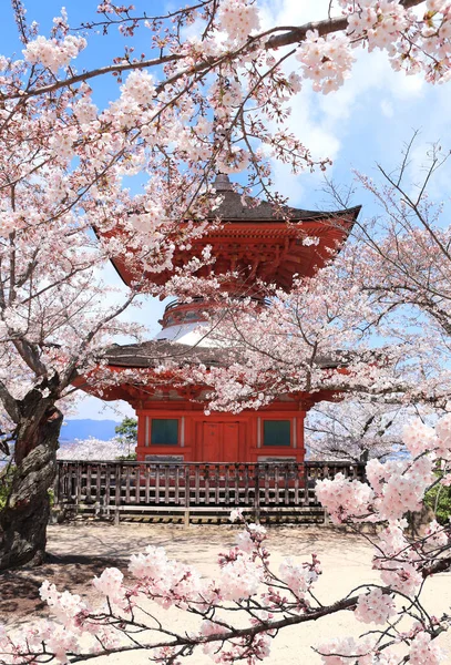 사쿠라 일본의 미야지마 사쿠라의 일본의한 사람들 벚꽃을 즐기는 일본에서 벚꽃피는 — 스톡 사진