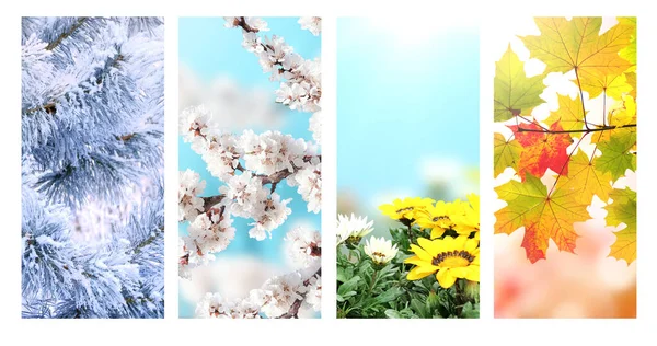 Four Seasons Year Set Vertical Nature Banners Winter Spring Summer — Stock Photo, Image