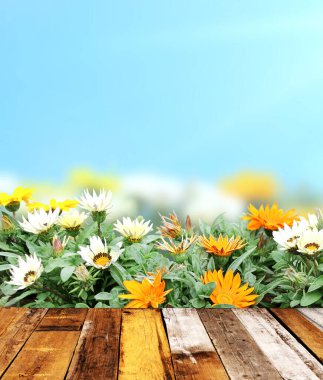 Adonis vernalis (Sülün gözü) çiçekler ve güneşli mavi gökyüzü zemininde eski ahşap tahtalar. Boş ahşap masa üstü ve sahte karabatak çiçeği. Kırsal ahşap masa. Şablon oluşturun. Metin için alanı kopyala