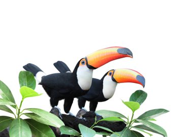 Yağmur ormanlarında bir dalda iki güzel renkli tukan kuşu (Ramphastidae). Bir çift Toucan kuşu ve tropik bitki yaprakları. Beyaz arka planda izole edilmiş. Metin için alanı kopyala