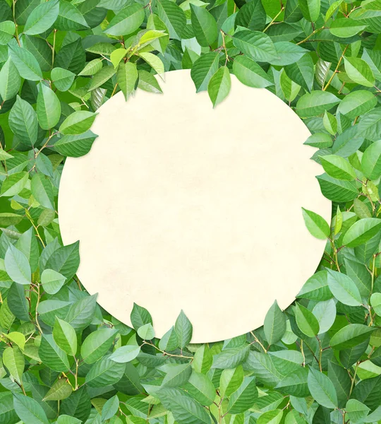 Декоративный Фон Ветвями Зелеными Листьями Полностью Зеленый Цвет Обратной Стороны — стоковое фото