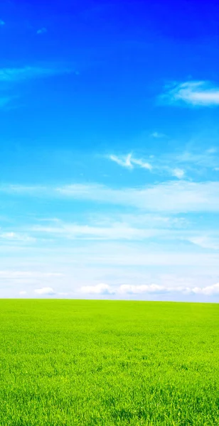 Sommarlandskap Med Fält Grönt Gräs Blå Himmel Äng Gräs Och — Stockfoto