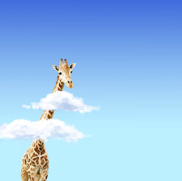 Жираф Над Облаками Милый Жираф Небе Сцена Огромным Жирафом Выходящим — стоковое фото