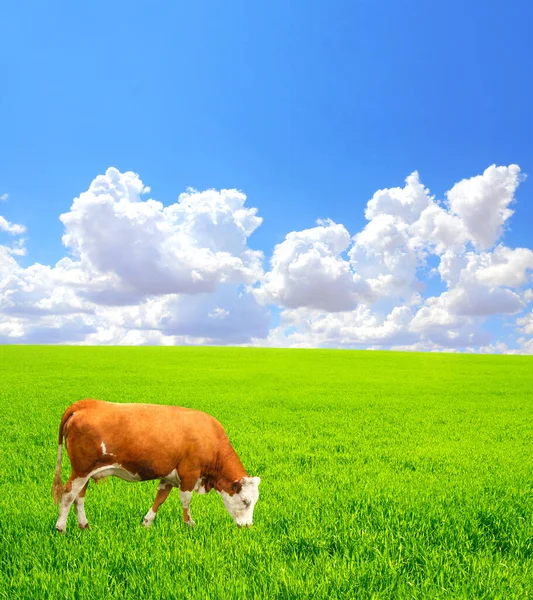 Vaca Pastar Prado Vista Paisagem Idílica Com Grama Verde Nuvens — Fotografia de Stock