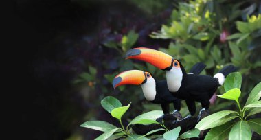 Yağmur ormanlarındaki bir dalda iki güzel renkli tukan kuşunun (Ramphastidae) olduğu yatay bir bayrak. Birkaç Toucan kuşu ve bulanık arka planda tropik bitki yaprakları. Metin için alanı kopyala