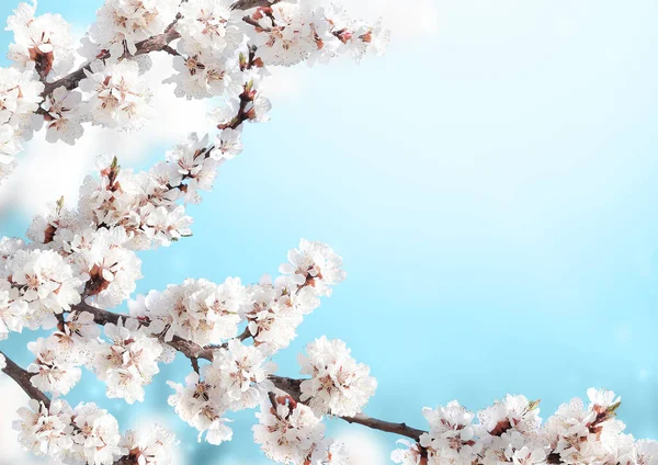 在阳光灿烂的天空背景上 水平横幅上有白色的樱花花 美丽的自然春光背景和盛开的樱花枝条 文本的复制空间 — 图库照片