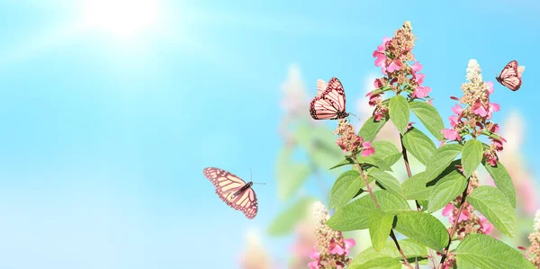 Fondo Soleado Primavera Con Flores Rosadas Tres Mariposas Monarca Bandera —  Fotos de Stock