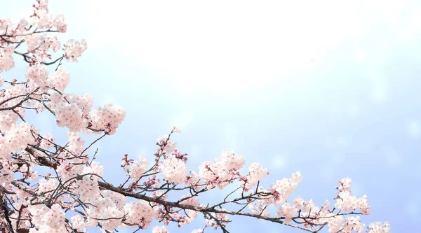 Horizontales Banner Mit Rosafarbenen Sakura Blüten Vor Sonnigem Himmel Schöne — Stockfoto