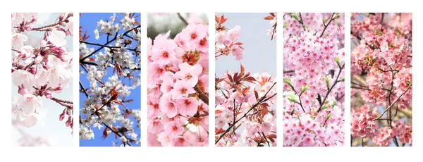 Sada Svislého Praporu Sakura Květy Bílé Růžové Barvy Kolekce Krásného — Stock fotografie
