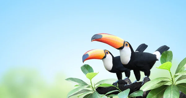 Horizontal Banner Two Beautiful Colorful Toucan Birds Ramphastidae Branch Rainforest — Stock Photo, Image