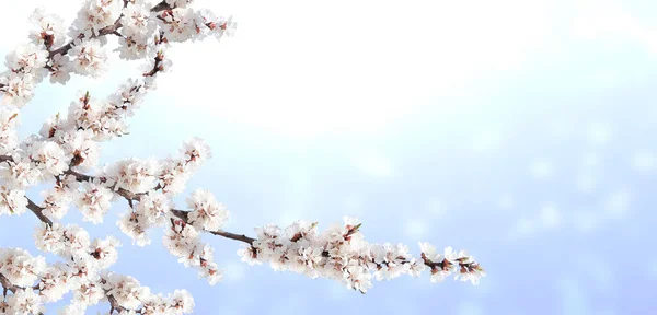 天気の良い空を背景に白い桜の花と水平方向のバナー 桜の枝を持つ美しい自然の春の背景 テキストのコピースペース — ストック写真