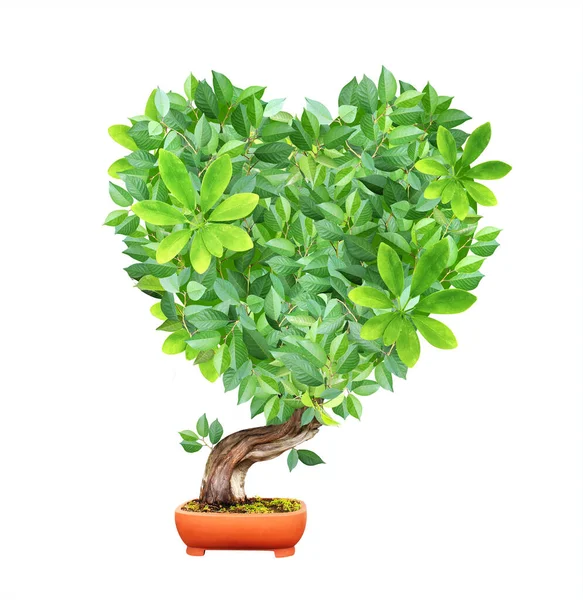 植木鉢にハート型の冠を持つ木 責任ある消費 緑の葉で作られたハート 自然の愛 環境に優しい 生態系とゼロ廃棄物の概念 白地に隔離された — ストック写真