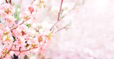 Japon ayva çiçekli (Chaenomeles japonica) güneşli arka planda pembe renkli yatay pankart. Çiçek açan bir Quince dalıyla güzel bir bahar arkaplanı. Metin için alanı kopyala