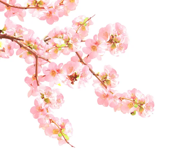 开着粉红色花朵的日本金丝雀 Chaenomeles Japonica 的分枝 因白人背景而被隔离 — 图库照片