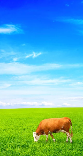 Cow Grazing Meadow View Idyllic Scenery Green Grass White Clouds — Stock Photo, Image