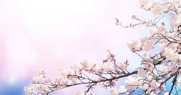晴れた空を背景にピンク色の桜の花を持つ水平バナー 桜の枝を持つ美しい自然の春の背景 テキストのコピースペース — ストック写真