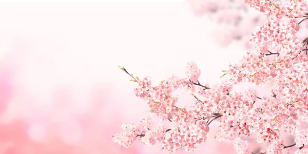 Banner Horizontal Con Flores Sakura Color Rosa Sobre Fondo Soleado —  Fotos de Stock