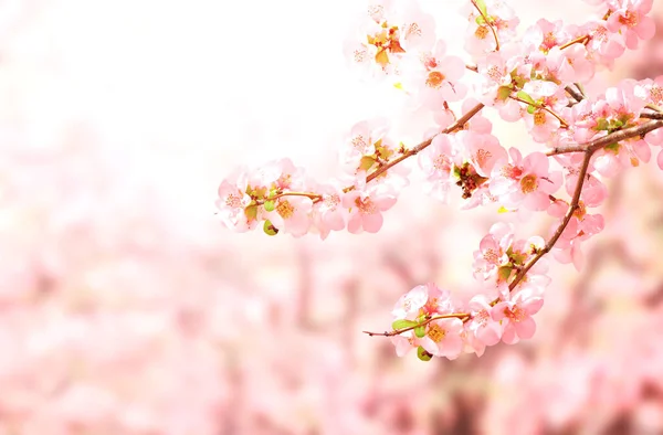 日本昆斯花 Chaenomeles Japonica 水平横幅 背景为粉红色 美丽的自然春光背景 枝繁叶茂 五彩缤纷 文本的复制空间 — 图库照片