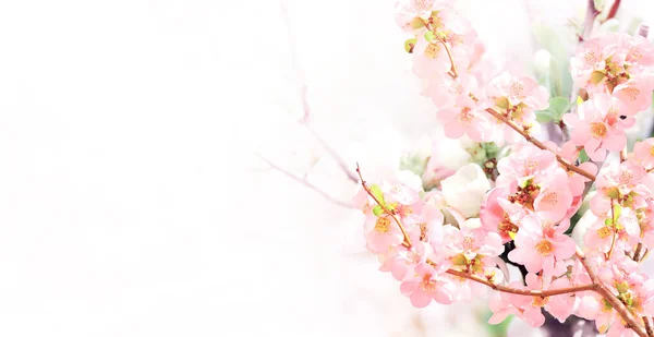 日当たりの良い背景にピンク色の日本の王子様の花 Chaenomeles Japonica と水平バナー 王子様が咲く枝を持つ美しい自然の春の背景 テキストのコピースペース — ストック写真