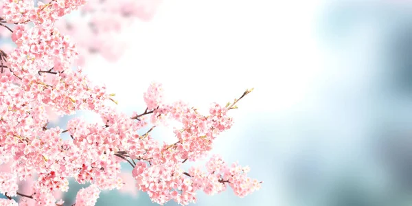 日当たりの良い背景にピンク色の桜の花と水平バナー 桜の枝を持つ美しい自然の春の背景 テキストのコピースペース — ストック写真