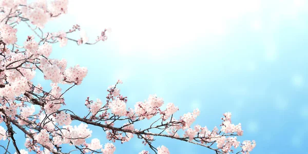 Vandret Banner Med Sakura Blomster Lyserød Farve Solrig Himmel Kulisse - Stock-foto