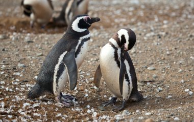 Macellan penguenleri çiftin