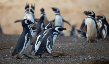 Magellanic penguins in Patagonia, South America clipart